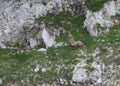 camouflaged young chamois among the rocks