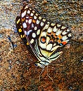 Camouflaging spotted lime butterfly