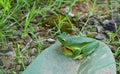 Camoufled frog on a leaf