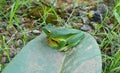 Camoufled frog on a leaf