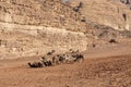 Bedouin nomads camp with camels Royalty Free Stock Photo