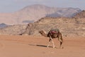 Bedouin nomads camp with camels Royalty Free Stock Photo