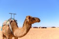 Camel in the desert of Sahara in Morocco. Royalty Free Stock Photo