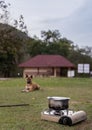 Camp and Cooking rice from pot on picnic stove or portable gas stove. And have a dog sitting and waiting while cooking rice Royalty Free Stock Photo