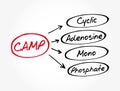 CAMP - Cyclic Adenosine MonoPhosphate