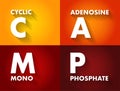 CAMP Cyclic Adenosine MonoPhosphate - second messenger important in many biological processes, acronym text concept background