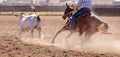 Camp Draft Event , Rounding Up Cattle - Unique To Australia Royalty Free Stock Photo