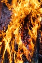 Fire flames. Camp fire. Royalty Free Stock Photo