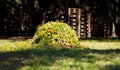 Camp of flowers yellows