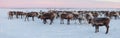 Camp of reindeers Royalty Free Stock Photo