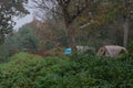 Camp tents between green forest tree at Khun Than National Park in Lampang Province