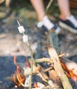 Camp tradition. Marshmallows on stick with bonfire and smoke on background. How to roast marshmallows. Roasty, toasty Royalty Free Stock Photo