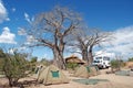 Camp under an African baobab tree