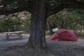 A camp under a tree with a tent and bench.