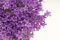 Campanella blooms Royalty Free Stock Photo