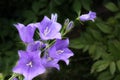 Campanula