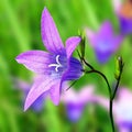 campanula