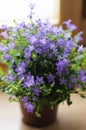Campanula Royalty Free Stock Photo