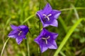 Campanula alpina. Beautiful purple flowers in the Tatra Mountain