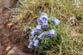 Campanula alpina