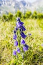 Campanula alpina Jacq..