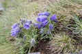 Campanula alpina, perennial bellflower in bloom in the grass, High Tatra mountains, Slovakia