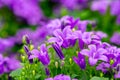 Campanula americana or American bellflower, spring lilac flower for garden and decoration