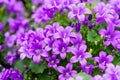 Campanula americana or American bellflower, spring lilac flower for garden and decoration