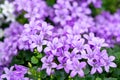 Campanula americana or American bellflower, spring lilac flower for garden and decoration Royalty Free Stock Photo