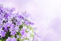 Campanula background