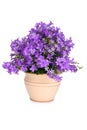 Campanula bell flowers