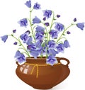 Campanula bell flowers in a pot