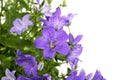 Campanula bell flowers with water drops