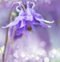 Campanula Royalty Free Stock Photo