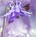 Campanula Royalty Free Stock Photo