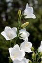 Campanula bell-fowers Royalty Free Stock Photo