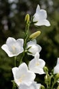 Campanula bell-fowers