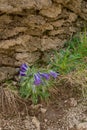 Campanula bell-shaped summer mountain flower.