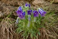 Campanula bell-shaped summer mountain flower.