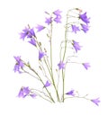 Campanula, bellflower, bell-shaped flowers or