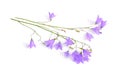 Campanula, bellflower, bell-shaped flowers or