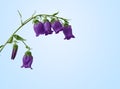 Campanula, bellflower flower closeup