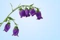 Campanula, bellflower flower closeup