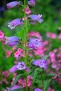 Campanula - Bellflower, Hilliers Arboretum, Romsey, Hampshire, England, UK.