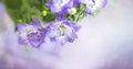 Campanula, bellflower patula, flowers. Summer floral concept. Banner