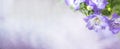 Campanula, bellflower patula, flowers. Summer floral concept. Banner