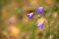 Campanula bellflowers on the background of the autumn forest