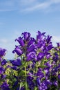 Campanula bellflowers in the field against the blue sky