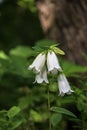 Campanula bellflowers in the forest