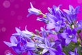 Campanula bellflowers on purple background